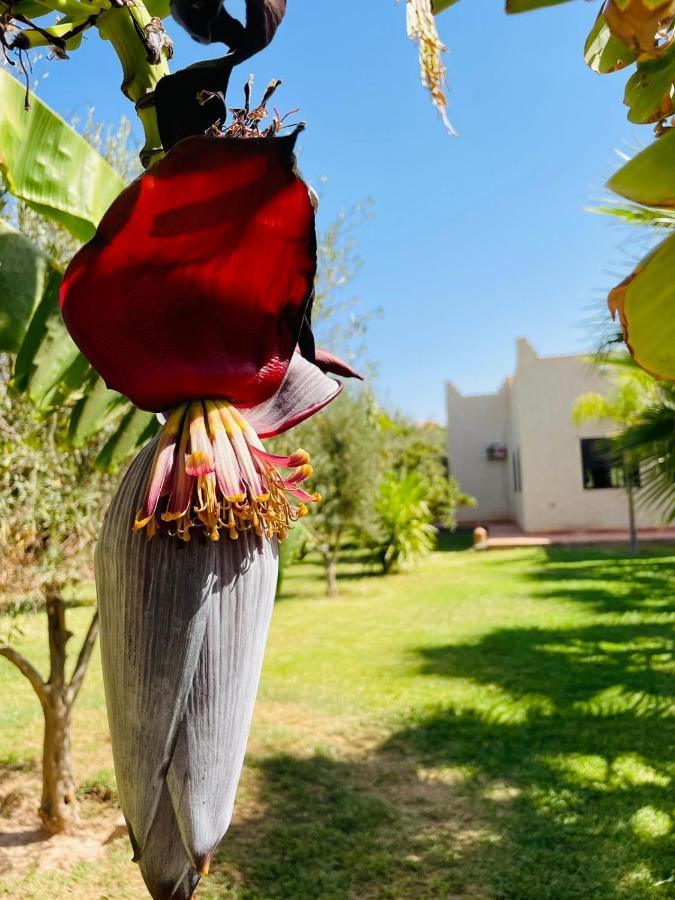Villa Msholidays Victoria Privatisee Marrakech Marrakesch Exterior foto